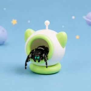 Escondite de astronauta para arañas saltarinas – Verde pastel